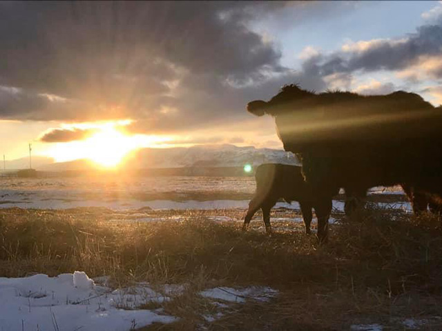 Calving season is a busy season for ranchers as they worry about keeping calves alive and healthy, but they also need to plan how to market those calves to their highest potential. (DTN photo by ShayLe Stewart)
